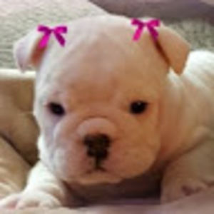 Meet your Posher, Ava